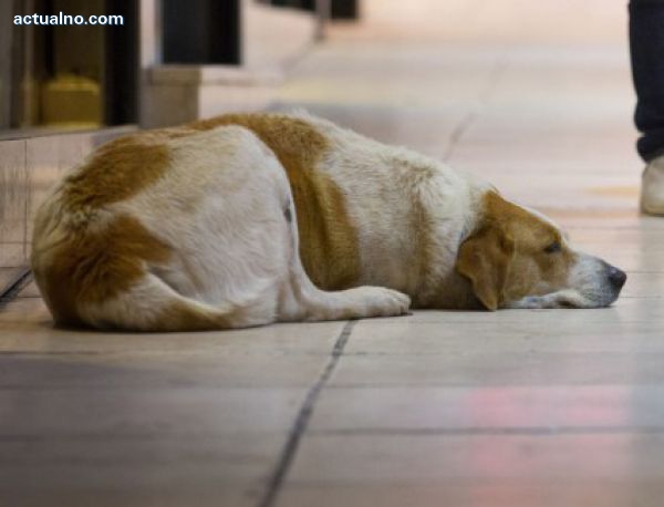 photo of Над 50% от кучетата в приюта в Бургас са осиновени