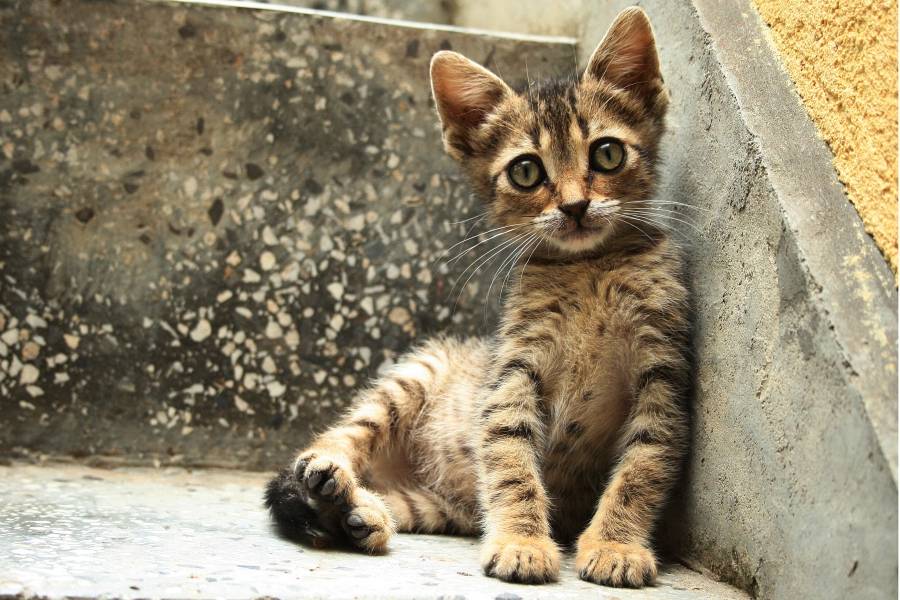 "Четири лапи" отбелязва Световния ден за защита на животните с изложба