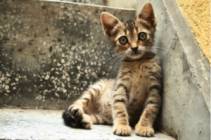 "Четири лапи" отбелязва Световния ден за защита на животните с изложба