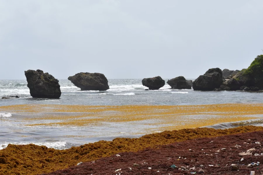 Саргасово море