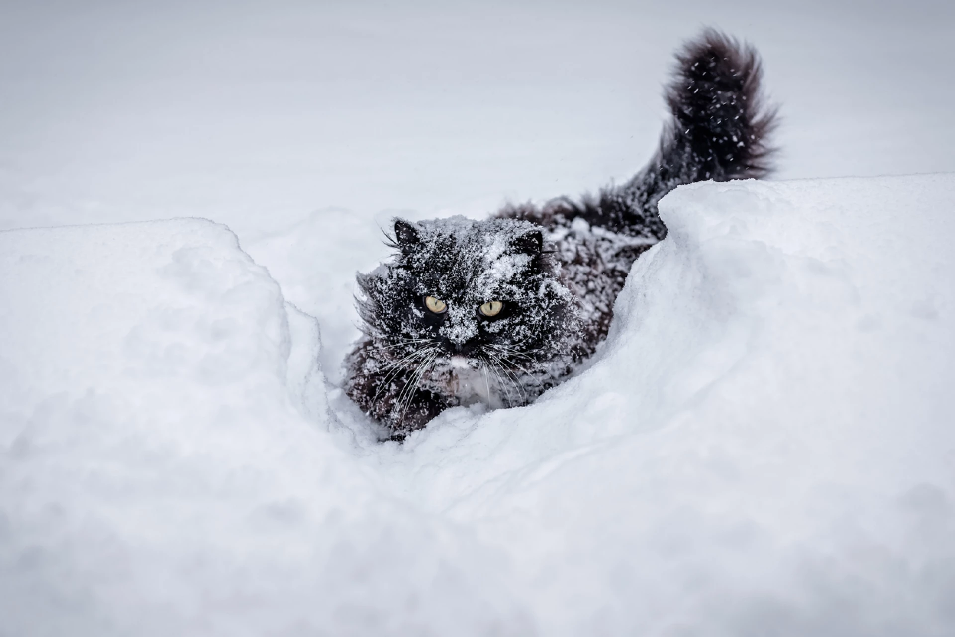 зима, животни