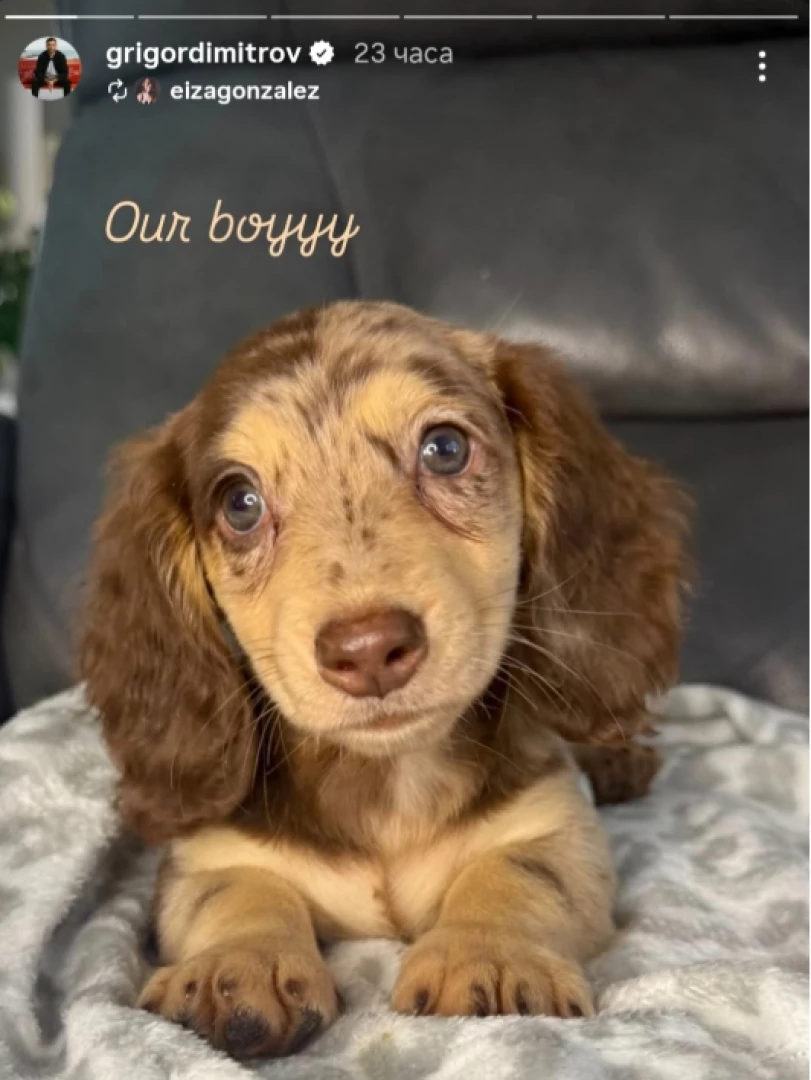 Григор Димитров - куче