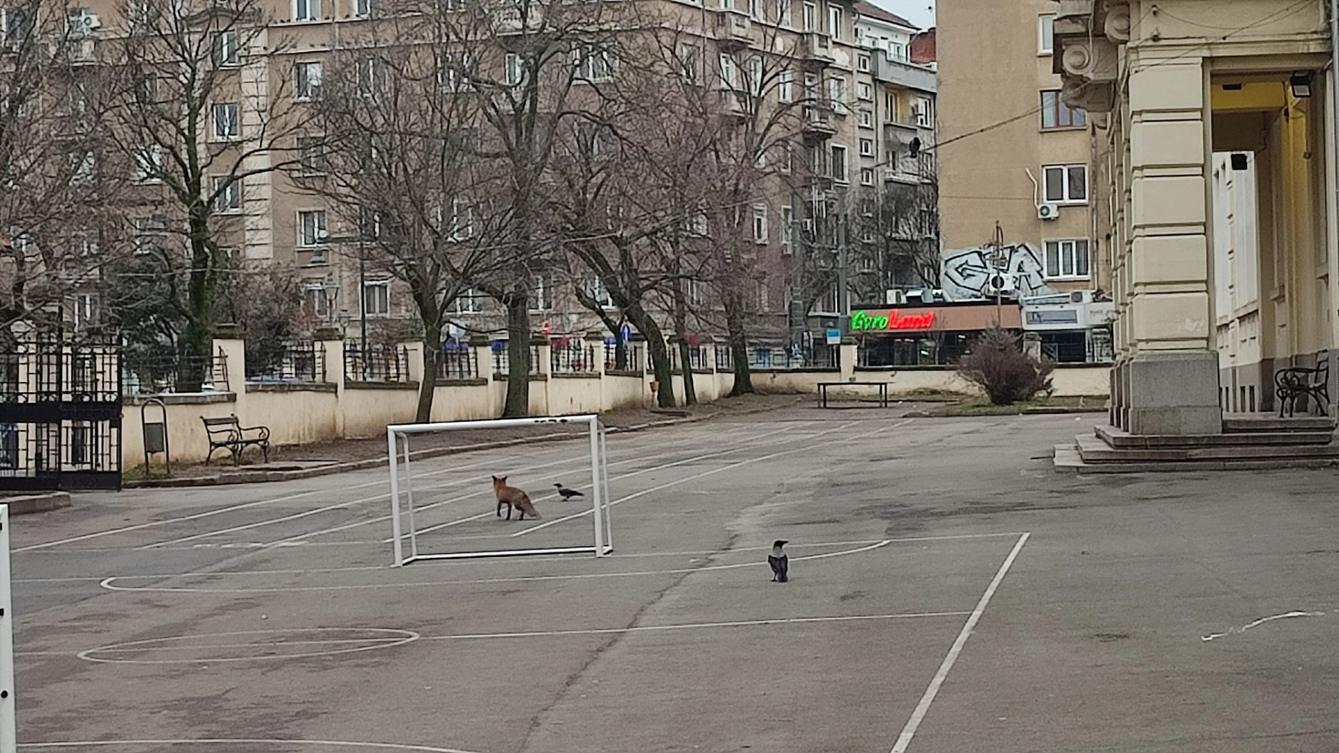 лисица, врана, училищен двор, диви животни