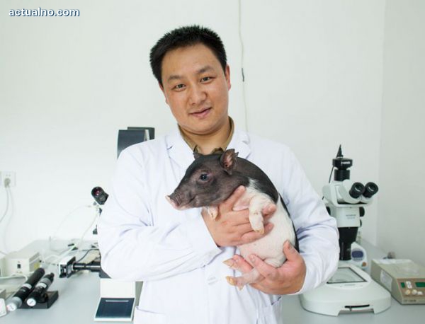 photo of Ще си вземете ли микросвиня за домашен любимец?