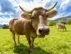  Китай забрани вноса на английско говеждо поради 