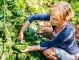 Как да гледате краставици, така че да се радвате на обилна реколта 