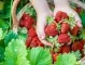Ако полеете ягодите с мляко, цяло лято ще берете едри и сочни плодове