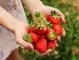 10 добри причини да ядете ягоди
