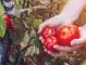 Опитните градинари правят това, за да спасят реколтата на доматите от дъжда