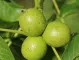  Полезните свойства на зелените орехчета 