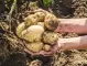 Българските картофи поскъпват двойно - ето защо