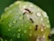 4 изпитани метода да прогоните мравките от градината си