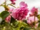 Подхранване на розите с кафе - ето как го правят опитните цветари