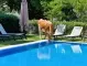 Крави и прасета пият вода от басейните на хотелите в Слънчев бряг