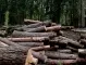 Омбусманът призова КЗК да провери за картел при продажбата на дърва за огрев, пелети и въглища