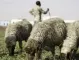 Виц на деня: Журналист решил да интервюира овчар