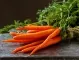 Чай от моркови – малко познат и много полезен