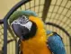 Виц на деня: Семейство си купило папагал