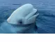 Откриха кита, заподозрян, че е руски шпионин, край бреговете на Швеция