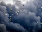 Чудо: Стотици пеликани се издигнаха в небето след руска атака срещу Одеса (СНИМКА)
