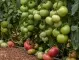Добавете тези 6 съставки в почвата и доматите ще растат като луди 