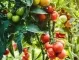 6 подправки, които да засадите до доматите 