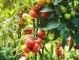 Защо върховете на доматите почерняват – открийте истинската причина