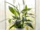 4 стайни растения, които премахват въглеродния окис от дома