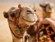 Пустинята, която монтира светофари за камили. Защо? 