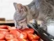 Могат ли котките да ядат домати?